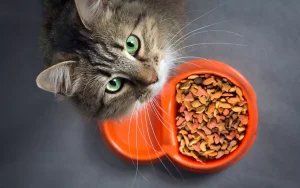 چرا گربه غذا را نمی جود