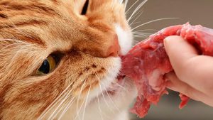 جویدن غذای گربه